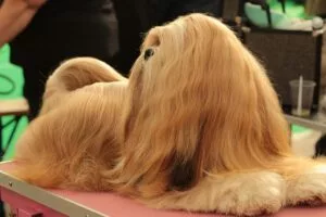डॉग को हेयर फॉल हो रहा हैं? अपनाएं यह सरल तरीके। CAREDOGS