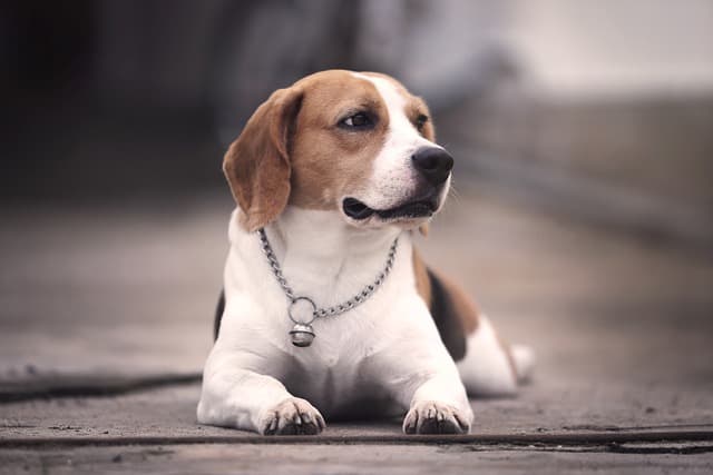 beagle dog information in hindi