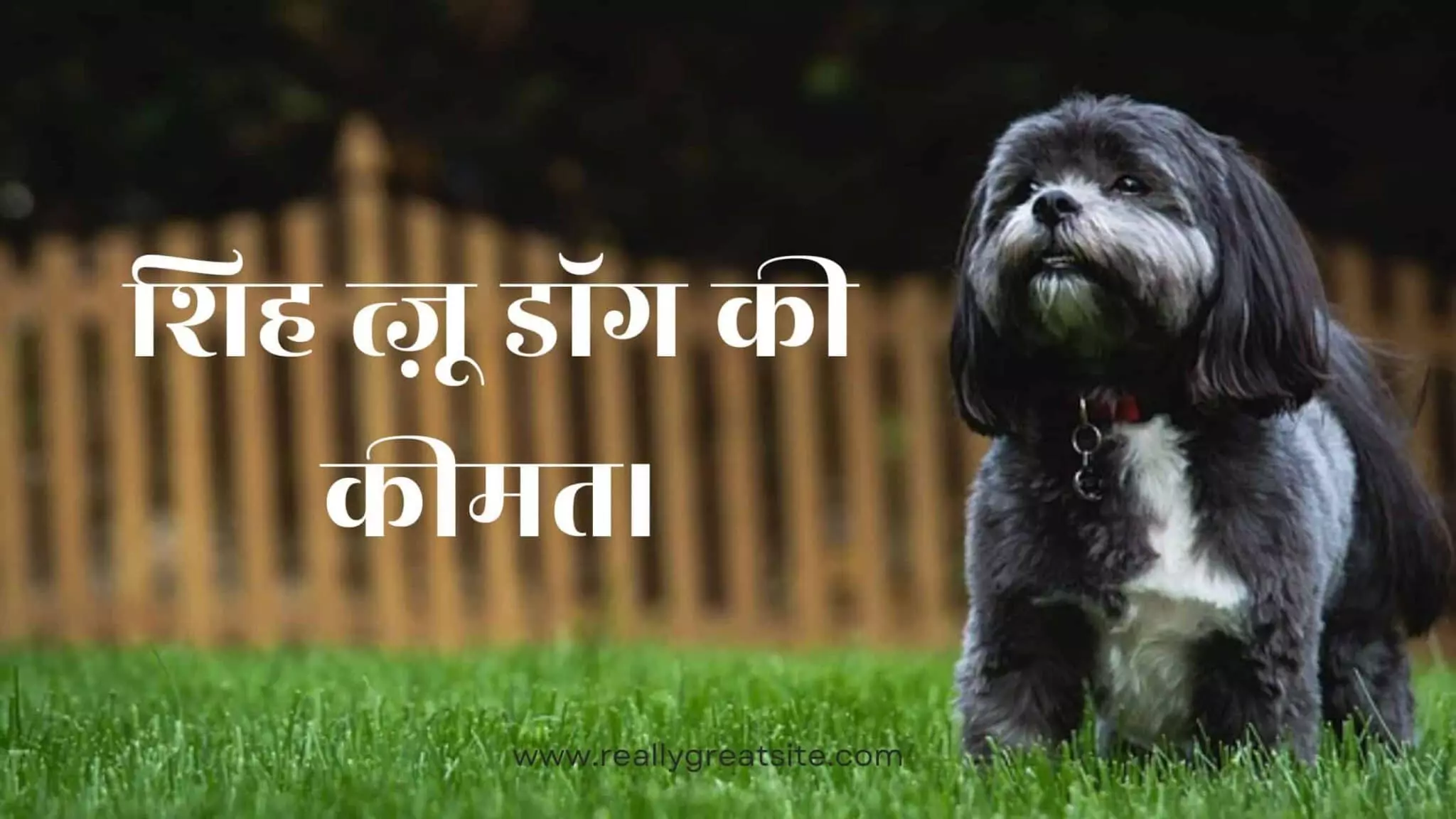 shih-tzu-dog-price-in-india-caredogs