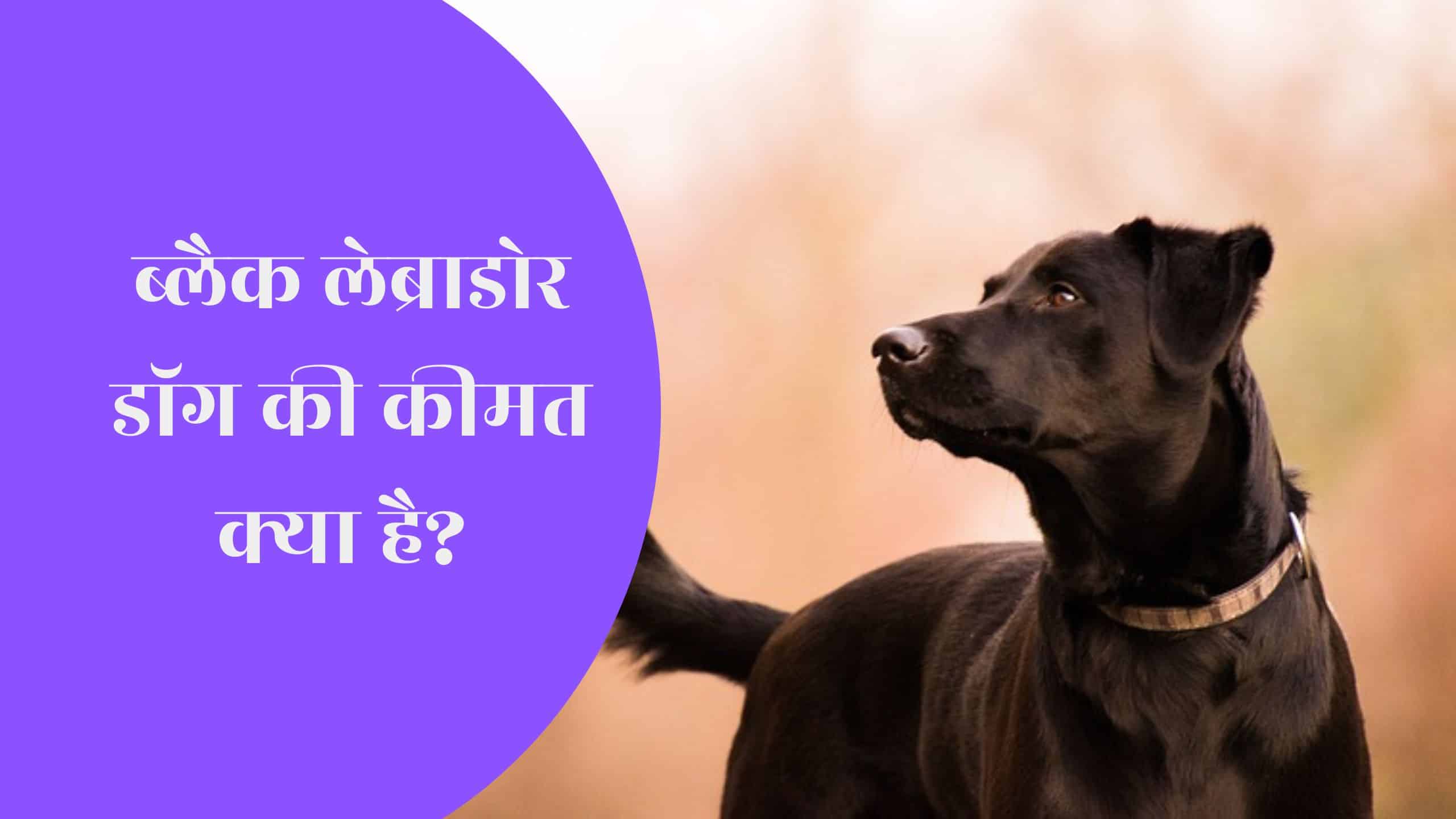 Black Labrador dog price in india hindi