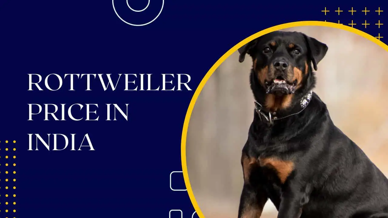 how much should a rottweiler cost