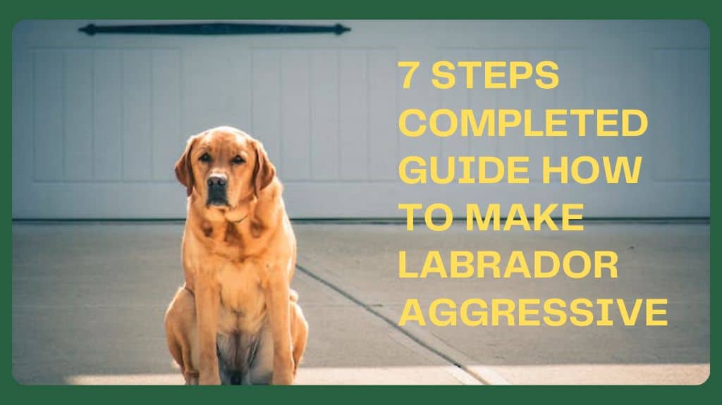 How to make labrador aggressive